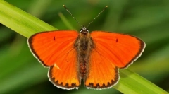 Îndepărtează chervonets