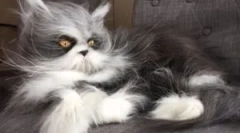 Cat cabs: tipuri și scopuri