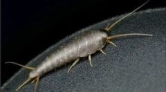 Scappy: cine este și ce este periculos