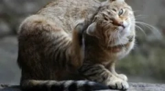 Scabii și căpușe de schele