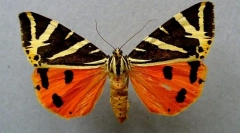 Patru urs îndreptat