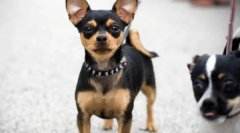 Chihuahua - cea mai veche rasă de câini