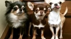 Chihuahua: istoria numelui de reproducere
