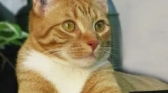 Câștigul cat: are o procedură pet