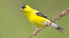 Chizh - pasărea cea mai prietenoasă dintre cântăreți (foto)