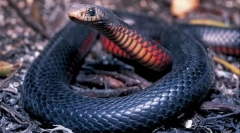 Șarpe negru