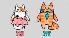 Culoare de pisică alb-negru: modelul de contrast magic