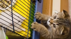 Ce pisici fac când nu suntem acasă: top 10 clase populare