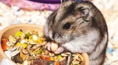 Ce mănâncă hamsterii junglă