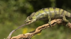Ce mănâncă o șopârlă