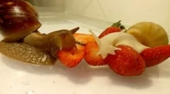 Ce melci mănâncă când își păstrează casa?