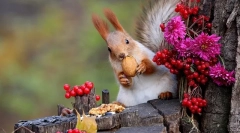 Ce mănâncă veveriță în natură și acasă