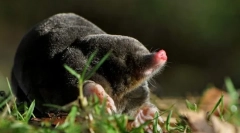 Că molul are subteran?