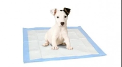 Ce este mai bine pentru câini - tavă sau peleră