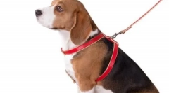 Ce este mai bine pentru câine - un antrenor sau un guler