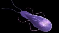 Ce să reprezinte lamblurile