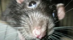 Ce este deratizarea și etapele sale