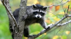 Care este clasificarea ființelor vii?