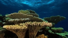 Ce este recifele de corali? (9 fotografii)