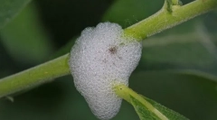 Ce sunt cricks de saliva?