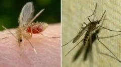 Ceea ce este țânțarul și diferența sa de la țânțar