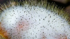 Ceea ce este mucor și caracteristicile sale