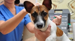 Ce este vaccinarea câinilor și de ce este necesar?