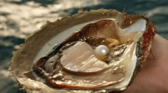 Ceea ce în interiorul cochiliei?