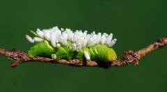 Ce așteaptă o caterpillar infectată de ouăle rider?