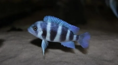 Difura frontoză (ciphotilapia frontosa)