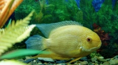 Cichlasoma (cichlasomae)