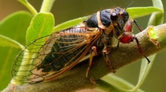 Tsicada (foto): insecte priceput