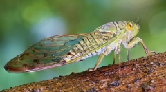 Tsicada, cycada și potnie