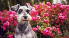 Miniatura schnauzer (foto): prieten magnific, fiabil și credincios curajos
