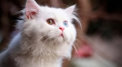 Culoare lână de pisică