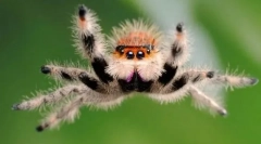 Dacă păianjenii sari?