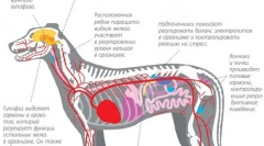 Relieful creșterii hormonale