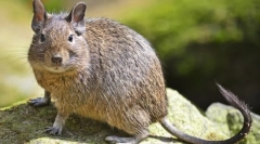 Duga (fotografii): veveriță decorativă din chili