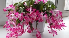 Decembrist (skluberger)