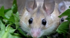 Rozătoare decorative