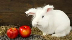 Rabbit decorativ: principalele reguli ale nutriției sănătoase