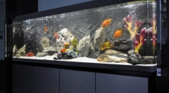 Decorarea acvariului