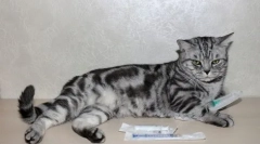 Dexametazonă pentru pisici: caracteristicile medicamentului și mărturia pentru utilizare