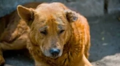 Demodecoza în puii și câinii adulți