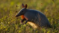 Zece cele mai lungi animale de pe pământ