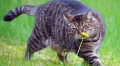 Dieta cat in obezitate