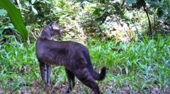 Pisica de aur de aur si caracteristicile ei