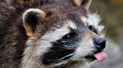 Wild și homemade racions (8 fotografii)