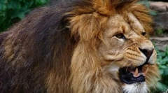 Sălbatice și animale de companie