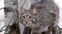 Pisicile sălbatice eurasia